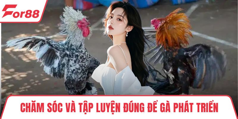 Đá Gà Tre - Chia Sẻ Chiến Thuật Chơi Chắc Thắng Từ Cao Thủ Chăm sóc và tập luyện đúng để gà phát triển