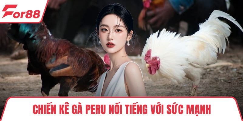 Chiến kê gà Peru nổi tiếng với sức mạnh