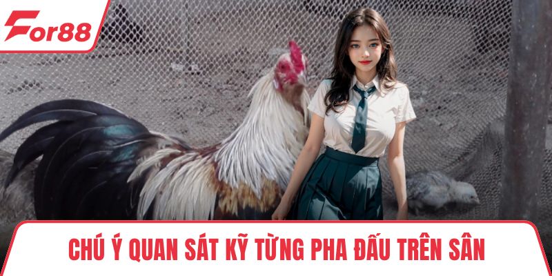 Trực Tiếp Gà Chọi - Kênh Xem Đá Gà Uy Tín, Chất Lượng Cao Chú ý quan sát kỹ từng pha đấu trên sân