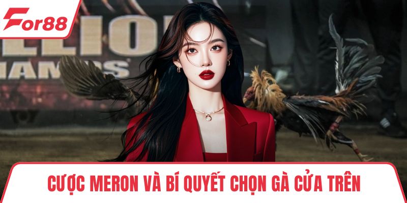 Đá Gà Tre - Chia Sẻ Chiến Thuật Chơi Chắc Thắng Từ Cao Thủ Cược Meron và bí quyết chọn gà cửa trên