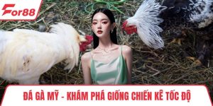 Đá Gà Mỹ - Khám Phá Giống Chiến Kê Tốc Độ, Bền Bỉ, Mạnh Mẽ