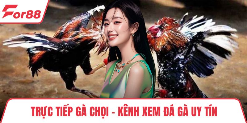 Trực Tiếp Gà Chọi - Kênh Xem Đá Gà Uy Tín, Chất Lượng Cao Trực Tiếp Gà Chọi - Kênh Xem Đá Gà Uy Tín, Chất Lượng Cao